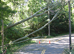 Hurricane-Irene-tree-across-road-2.jpg